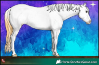 Horse Color:Buckskin Appaloosa