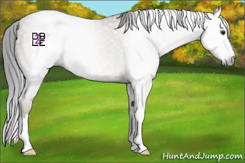 Horse Color:Gray Classic Champagne Sabino Splash