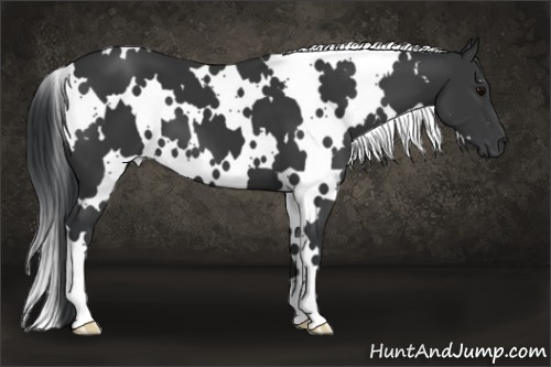 Horse Color:White Spotted Black 