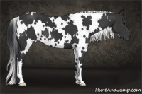 Horse Color:White Spotted Black