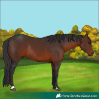 Horse Color:Brown Rabicano