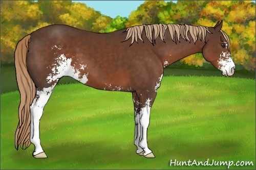 Horse Color:Liver Chestnut Sabino 