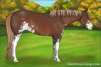 Horse Color:Liver Chestnut Sabino 