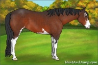 Horse Color:Brown Sabino