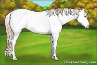 Horse Color:Liver Chestnut Pearl Sabino Splash Rabicano 