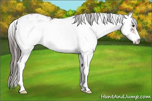 Horse Color:Liver Chestnut Sabino Appaloosa 