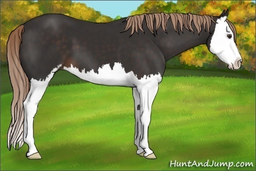Horse Color:Liver Chestnut Sabino Splash 
