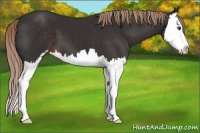 Horse Color:Liver Chestnut Sabino Splash
