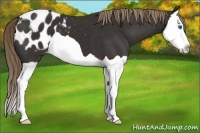 Horse Color:Liver Chestnut Splash Appaloosa 