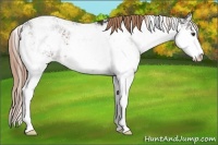 Horse Color:Liver Chestnut Sabino 