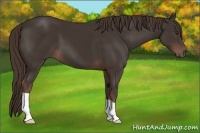 Horse Color:Liver Chestnut 