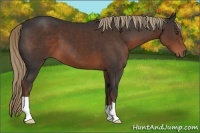 Horse Color:Liver Chestnut 