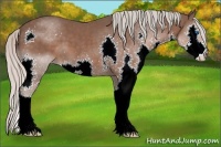 Horse Color:Silver Black Splash