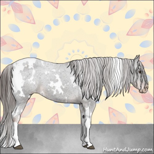 Horse Color:White Spotted Liver Chestnut Appaloosa 