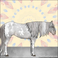Horse Color:White Spotted Liver Chestnut Appaloosa 