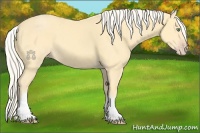 Horse Color:White Spotted Gold Cream Champagne
