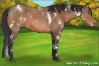 Horse Color:White Spotted Bay Roan Appaloosa