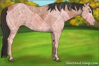 Horse Color:Bay Ice 