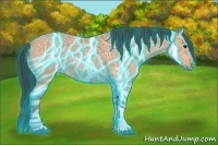 Horse Color:Thunderstruck Bay Ice