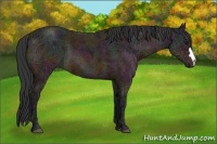 Horse Color:Midnight Bay Ice