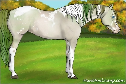 Horse Color:White Spotted Liver Red Dun Pearl Splash Tobiano Rabicano 