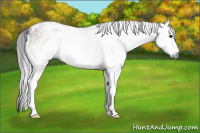 Horse Color:Gray White Spotted Bay