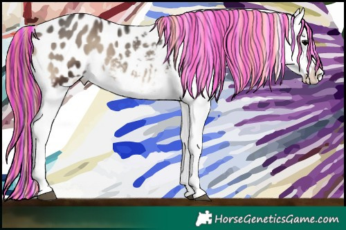 Horse Color:Painted Blue Onyx Appaloosa 