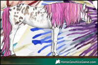 Horse Color:Painted Blue Onyx Appaloosa 