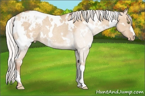 Horse Color:White Spotted Silver Classic Champagne Dun Varnish Rabicano 