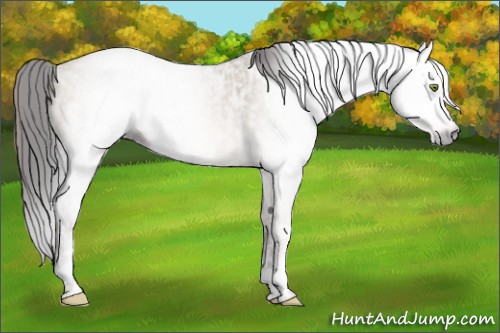 Horse Color:Gray Amber Champagne Ice Dun Sabino Rabicano 
