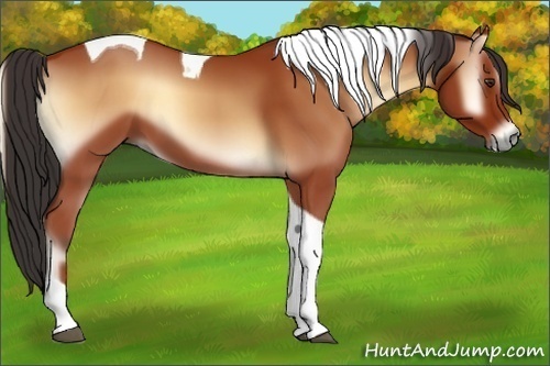 Horse Color:Bay Onyx Tobiano 