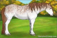 Horse Color:White Spotted Red Roan Rabicano  and White Spotted Red Roan Rabicano 