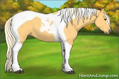 Horse Color:Palomino Tobiano 