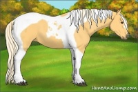 Horse Color:Palomino Tobiano 