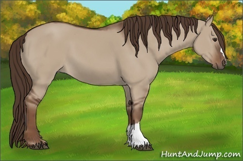 Horse Color:Liver Red Dun 