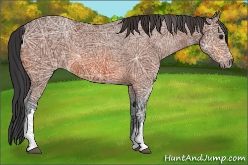 Horse Color:Bay Ice