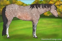 Horse Color:Bay Ice 