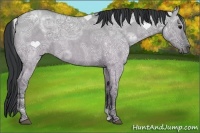 Horse Color:Grullo Ice Roan 