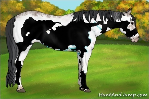 Horse Color:White Spotted Brown Ice Frame 