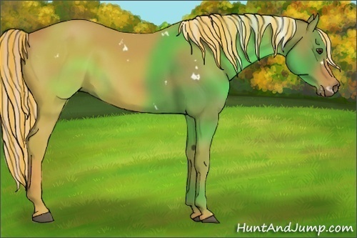 Horse Color:Painted White Spotted Palomino Rabicano 