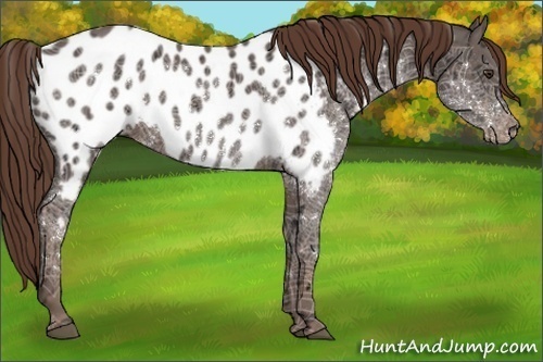 Horse Color:Liver Chestnut Ice Sabino Appaloosa
