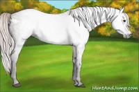 Horse Color:Gray White Spotted Silver Brown Ice 