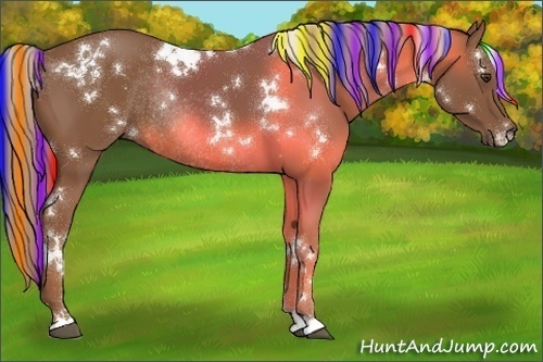 Horse Color:Painted White Spotted Chestnut Rabicano 