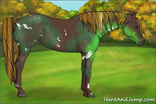 Horse Color:Painted White Spotted Liver Chestnut Rabicano 
