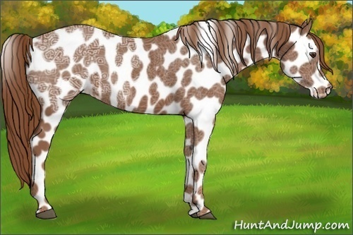 Horse Color:Chestnut Ice Sabino Appaloosa