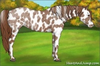 Horse Color:Chestnut Ice Sabino Appaloosa 