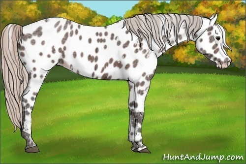Horse Color:White Spotted Silver Bay Ice Appaloosa 