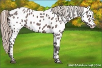 Horse Color:White Spotted Silver Bay Ice Appaloosa 
