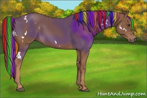 Horse Color:Painted White Spotted Chestnut Rabicano
