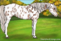 Horse Color:Silver Bay Ice Sabino Appaloosa Rabicano 